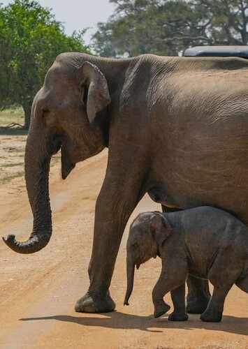 Asian Elephant