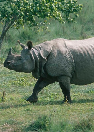 Asian Rhinoceros