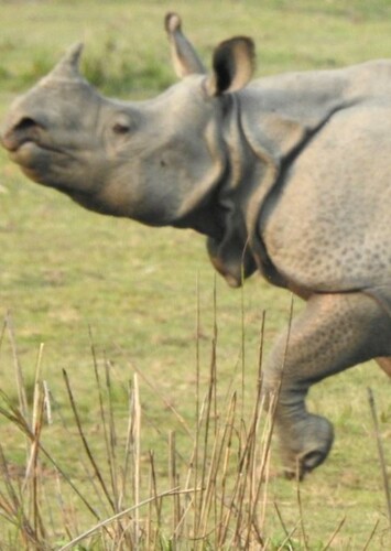 Asian Rhinoceros