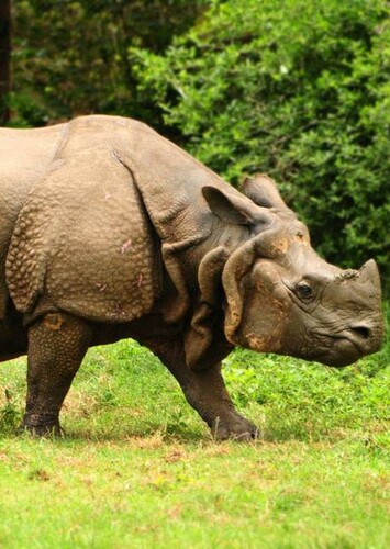 Asian Rhinoceros
