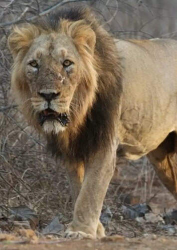 Asiatic Lion