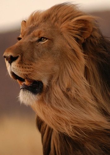 Aslan