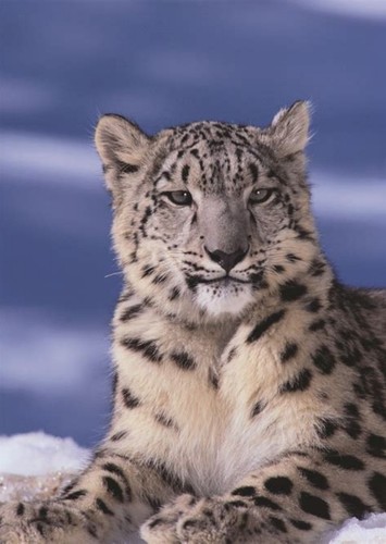 Asuri