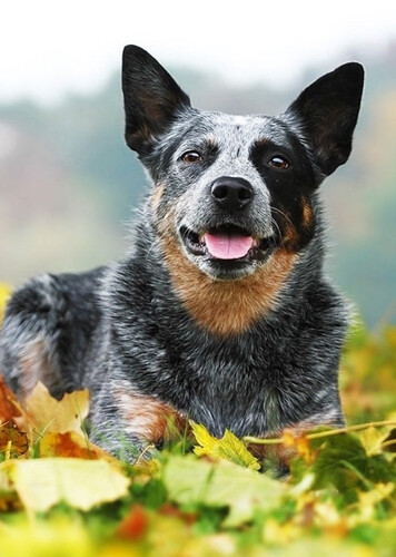 Australian Cattle Dog