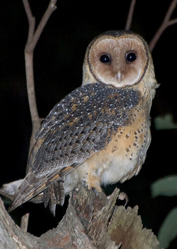 Australian Masked Owl