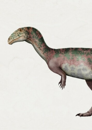 Austrocheirus