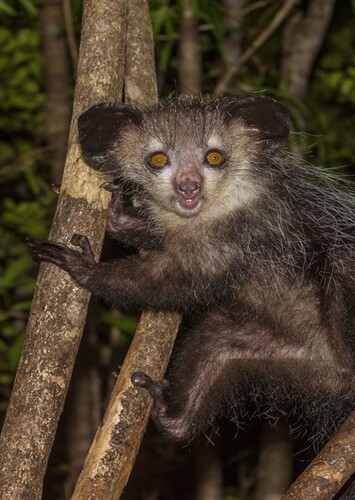 Aye Aye