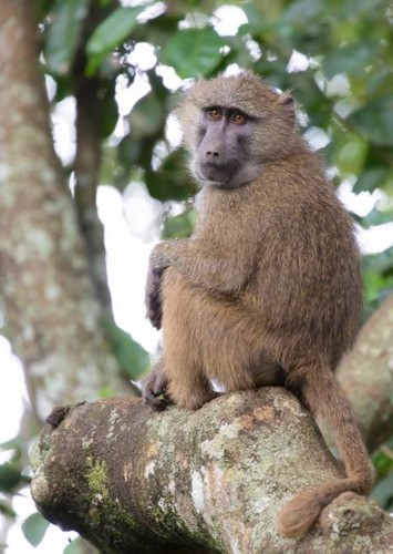 Baboon