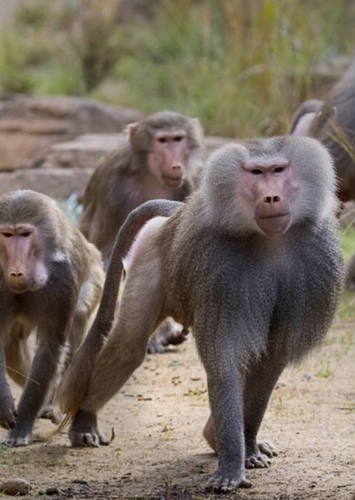 Baboon