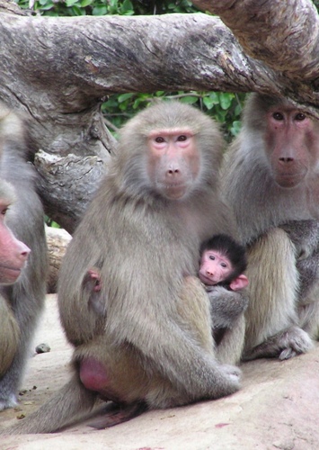 Baboon