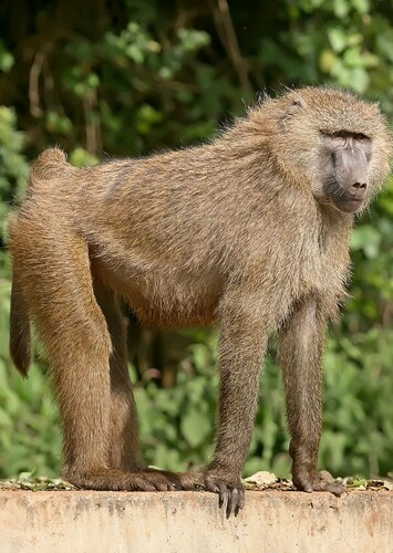 Baboon