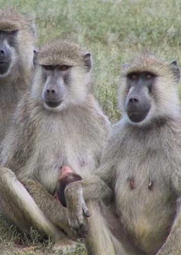 Baboon