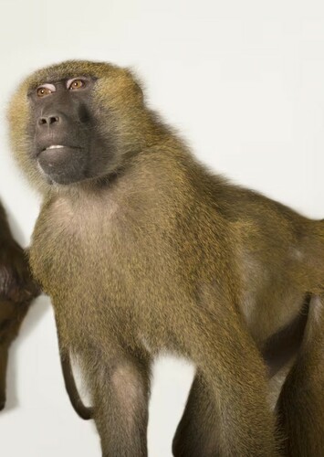 Baboon