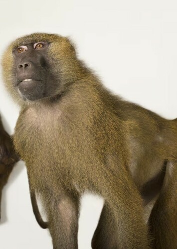 Baboon