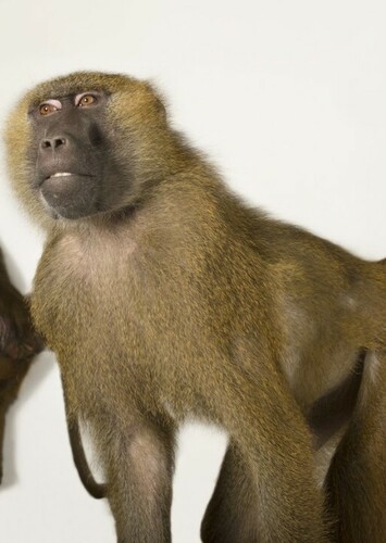 Baboon