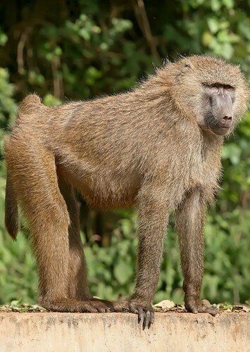 Baboon