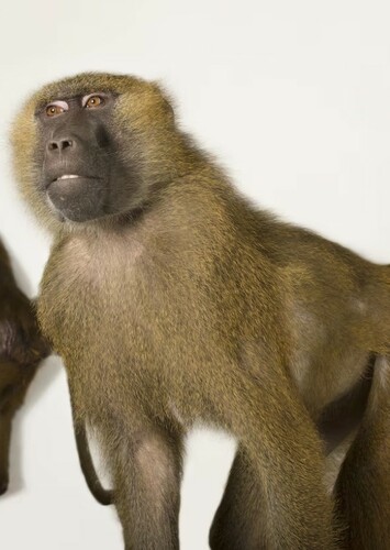 Baboon
