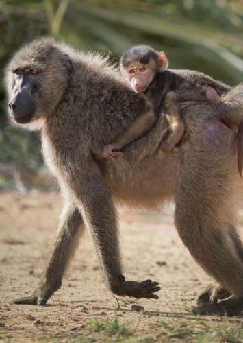 Baboon