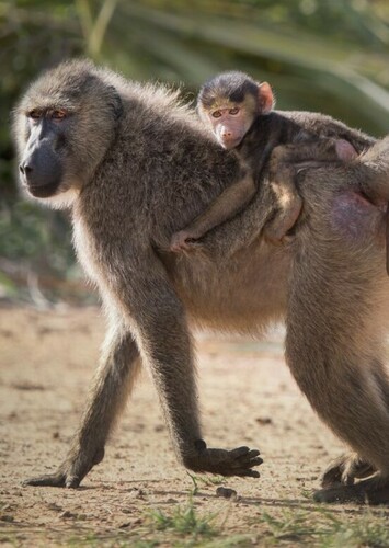Baboon