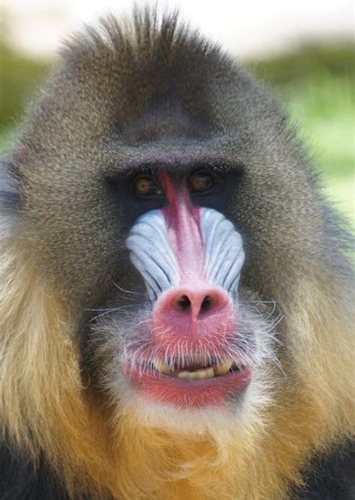 Baboon II