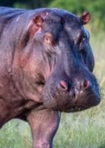 Babs The Hippo