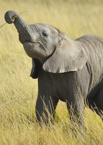 Baby Elephant