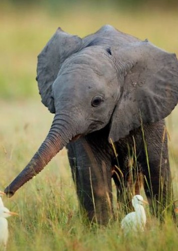 Baby Elephant