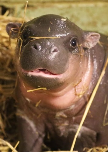 Baby Hippo