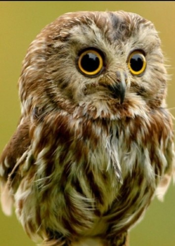 Baby Owl (Timmy)