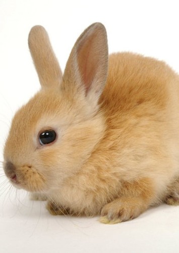 Baby Rabbit