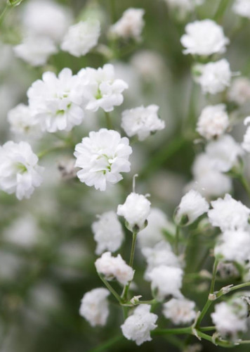 Baby's Breath