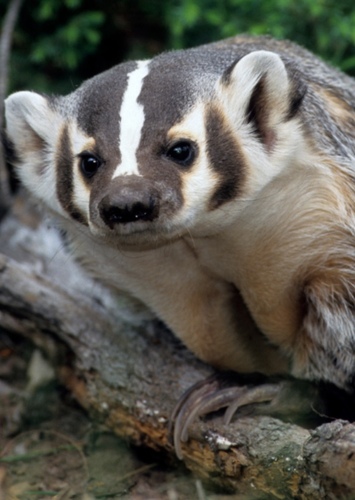 Badger