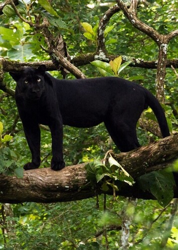 Bagheera