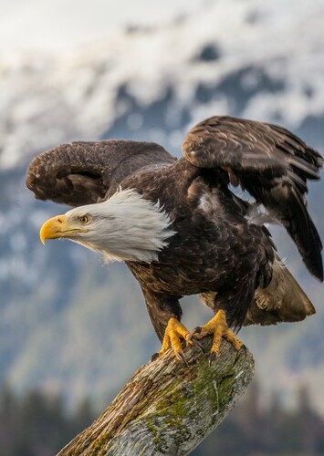 Bald Eagle