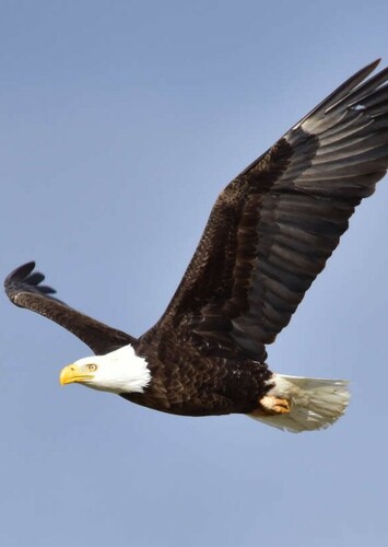 Bald Eagle