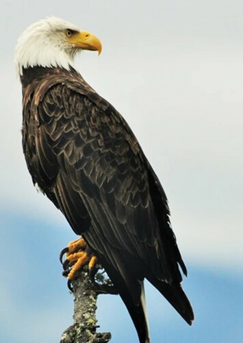 Bald Eagle