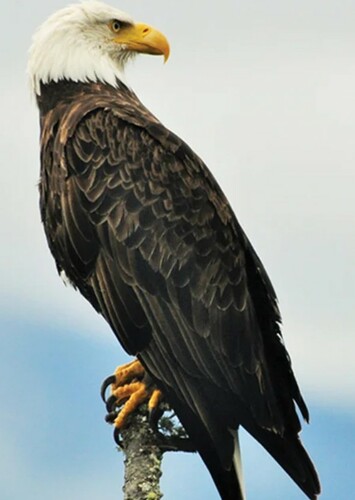 Bald Eagle