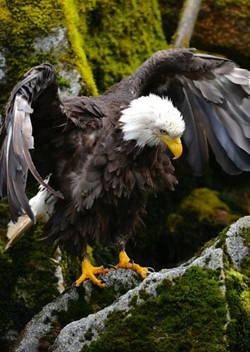Bald Eagle