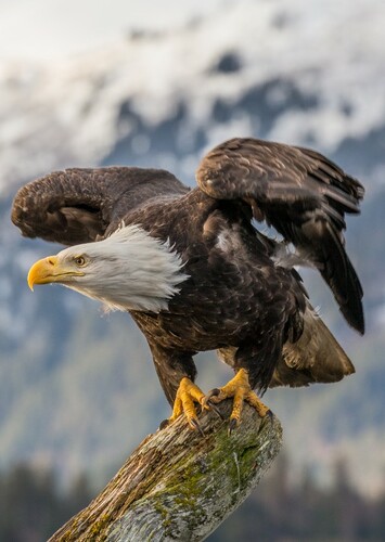 Bald Eagle