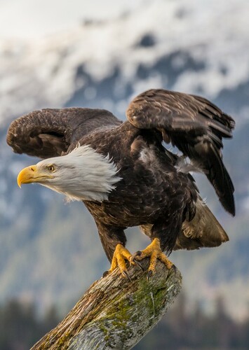 Bald Eagle