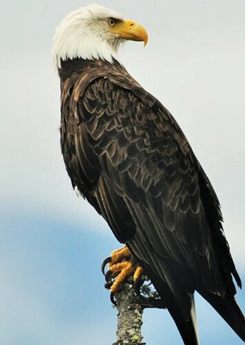 Bald Eagle