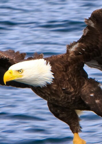 Bald Eagle