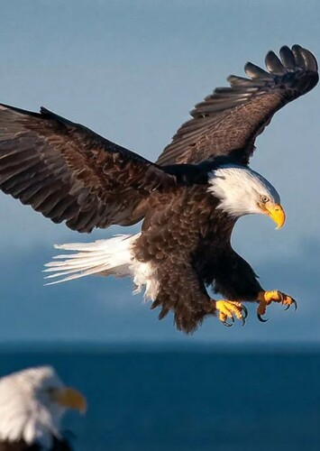 Bald Eagle
