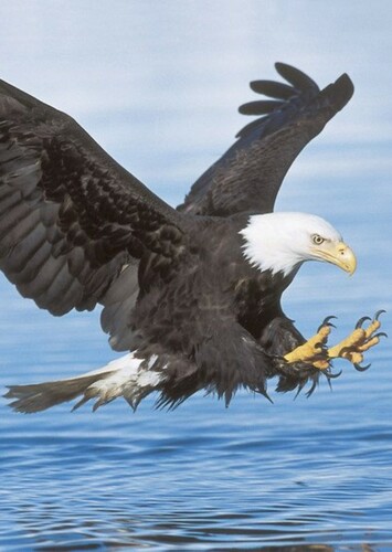 Bald Eagle