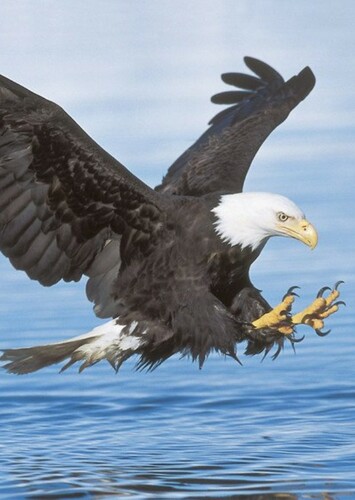 Bald Eagle