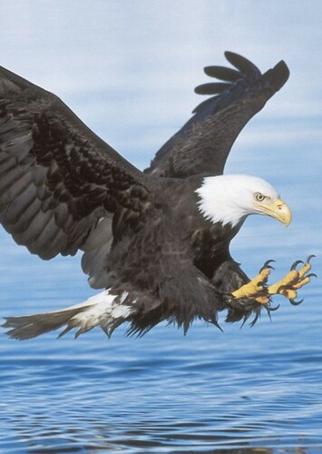 Bald Eagle