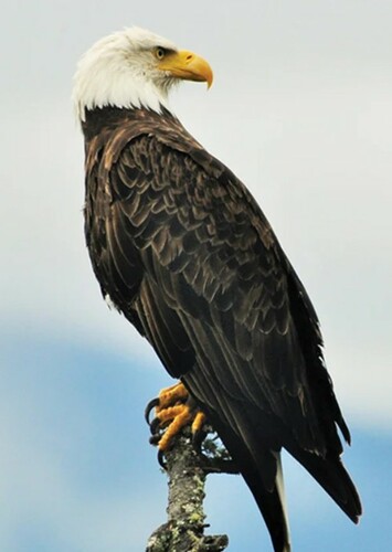 Bald Eagle