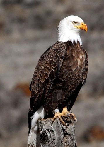 Bald Eagle