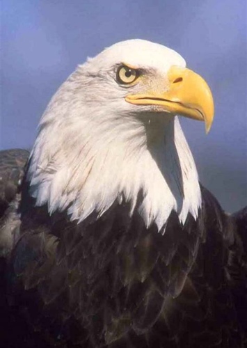 Bald eagle II