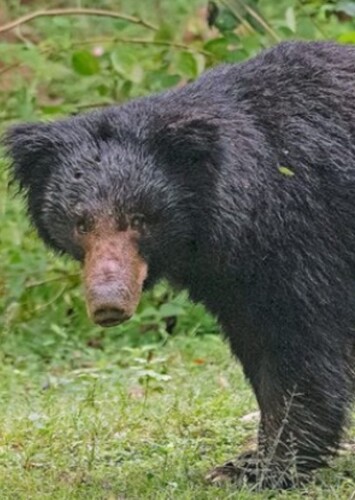 Baloo